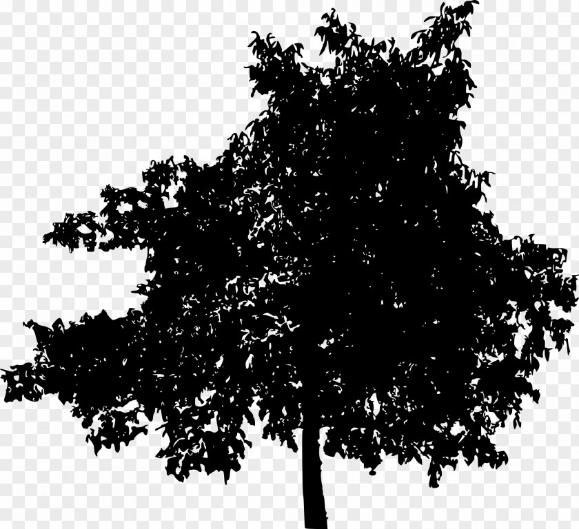 Tree Transparent Woody Plant Clip Art PNG