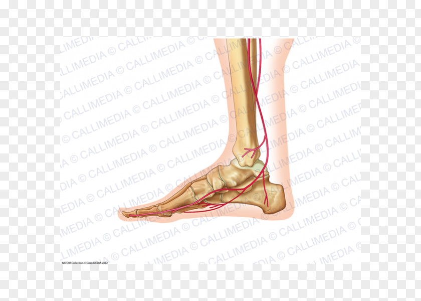 360 Degrees Foot Ankle Human Body Anatomy Artery PNG