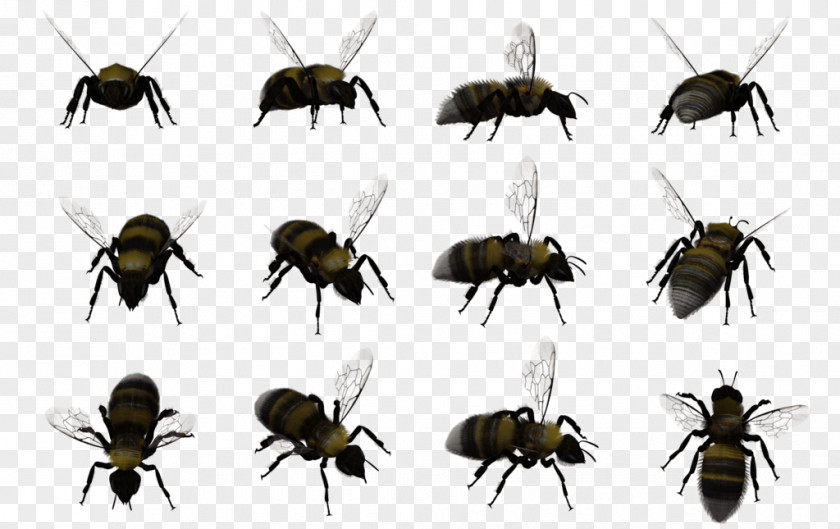 Bees Honey Bee Insect Bumblebee Swarming PNG