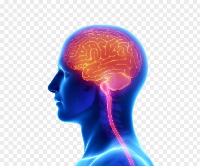Brain Tia Stroke Explained: What Is A Tia, Mini Stroke, Managing The After Effects, How To Prevent Another One, Symptoms, Causes, Signs, Treatment, All Covered Schizophrenia Transient Ischemic Attack Psychosis PNG