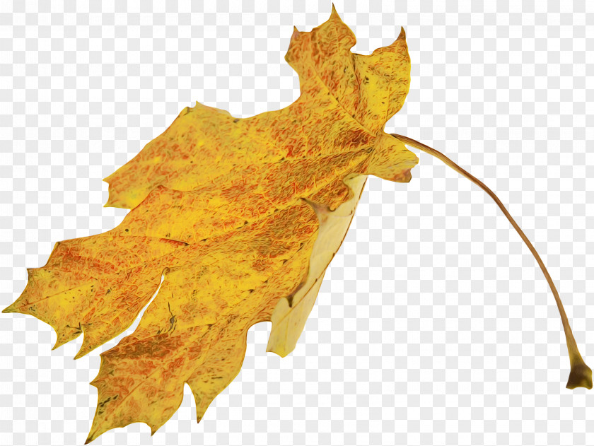 Deciduous Autumn Maple Leaf PNG
