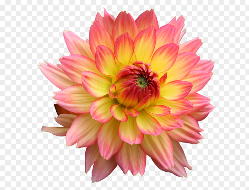 Flower Footer Dahlia Pinnata Garden Desktop Wallpaper PNG