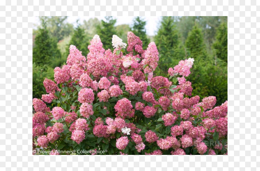 Light Panicled Hydrangea Shrub Plant Arborescens PNG