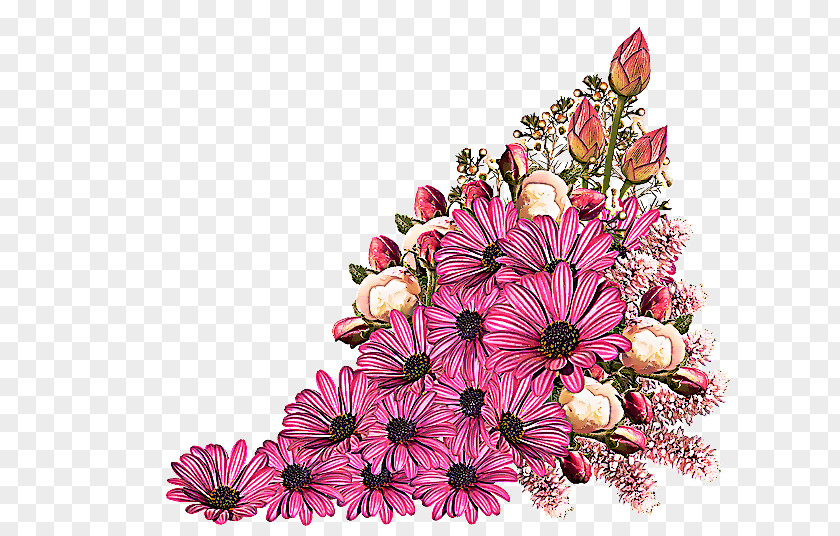 Perennial Plant Daisy Family Pink Flowers Background PNG