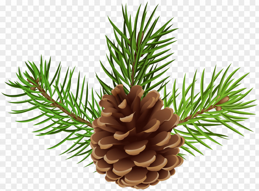 Pinecones Transparency And Translucency Conifer Cone Clip Art Image PNG