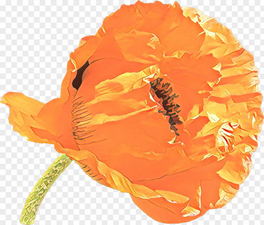 Poppy Wildflower Orange PNG