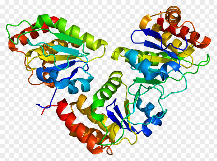 Proteins DUSP5 Gene Protein Phosphatase Dual-specificity PNG