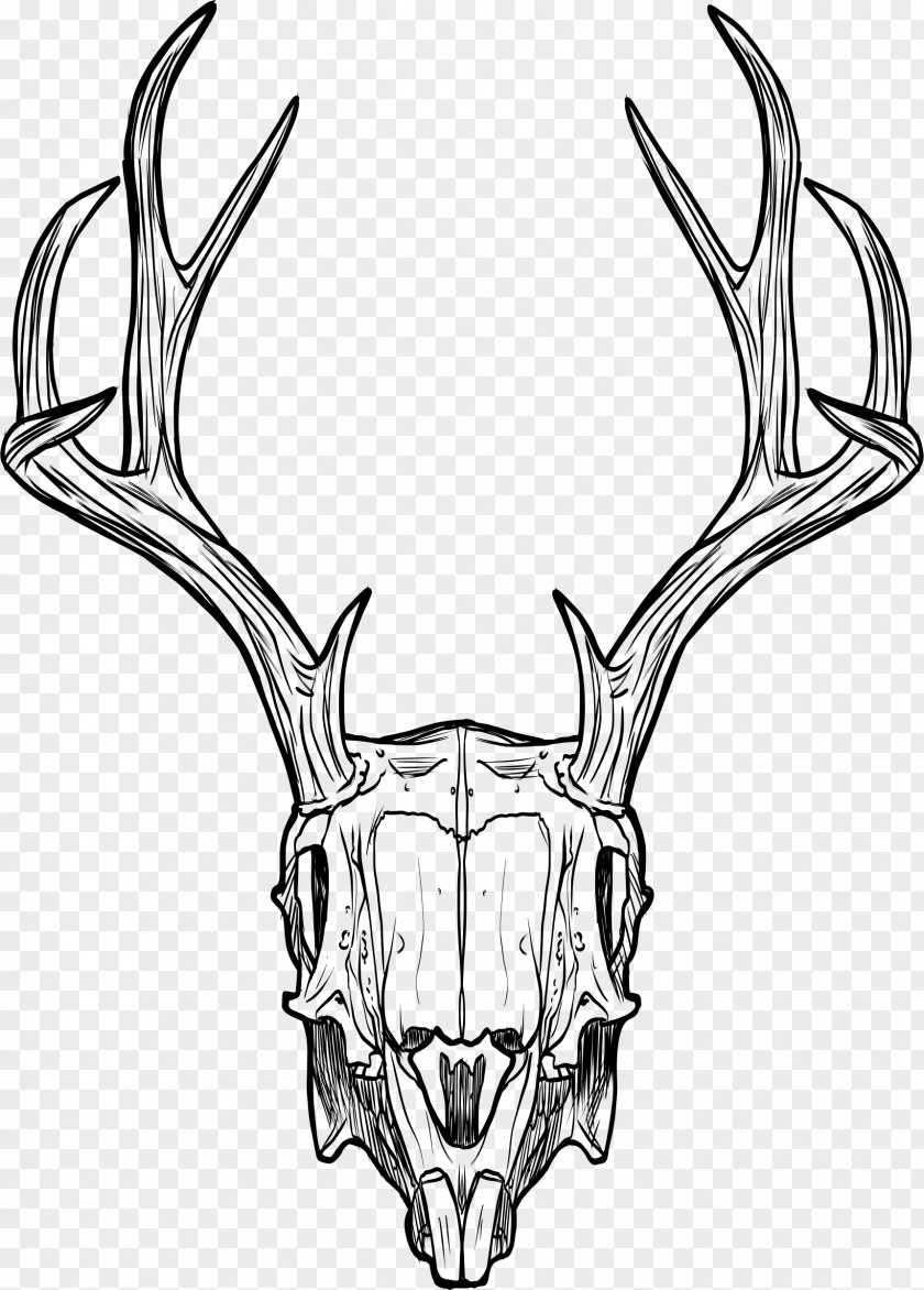 Skull Jackalope Horn Antler Drawing PNG