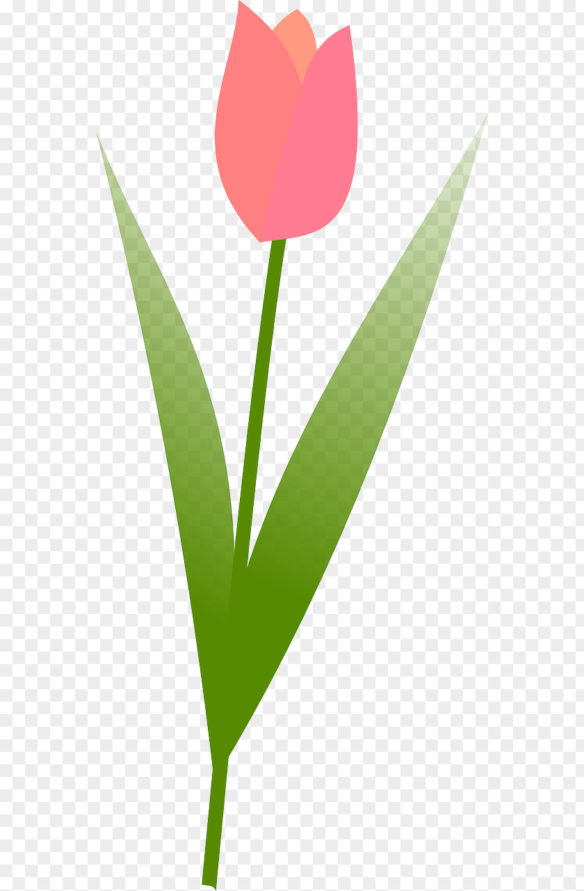Tulip Clip Art Vector Graphics Openclipart Image PNG