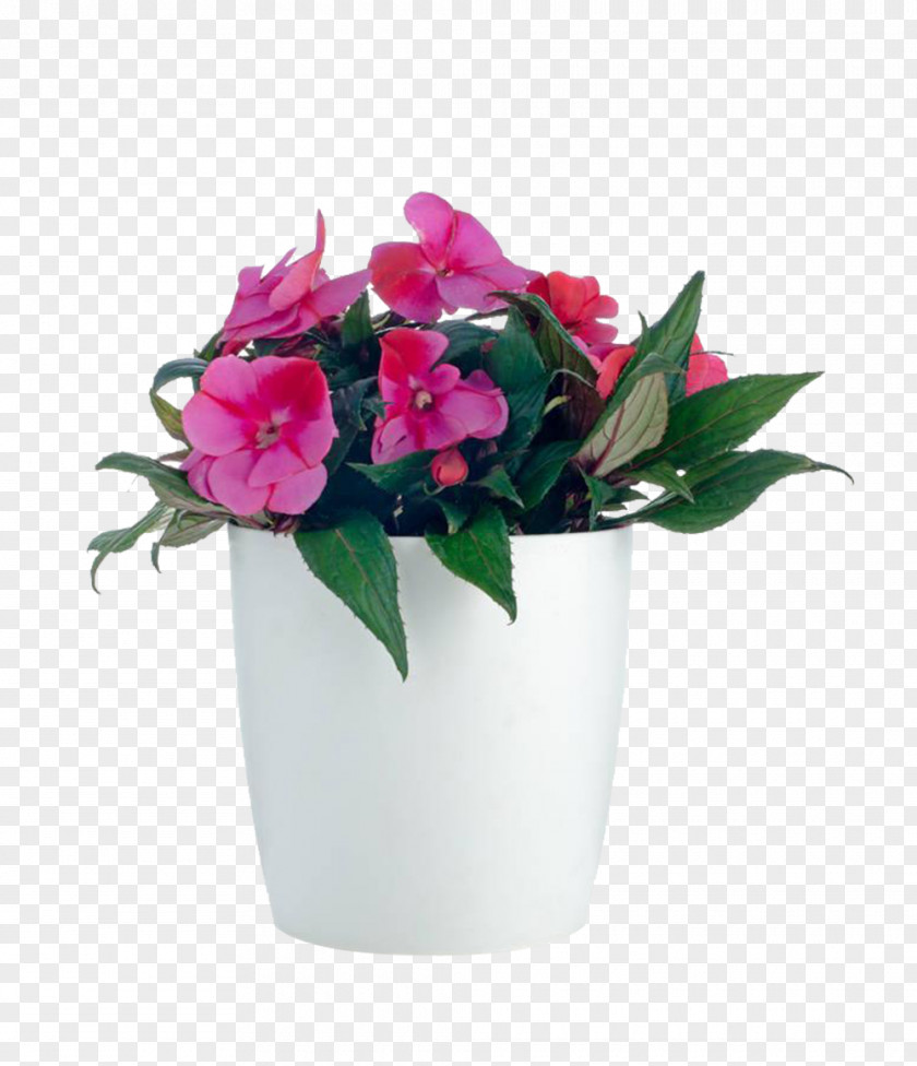 A Potted Plant; Impatiens Balsamina Walleriana Houseplant Flower PNG