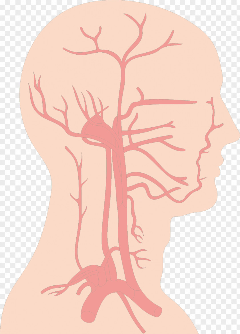 Brain Structure Blood Vessel Circulatory System PNG