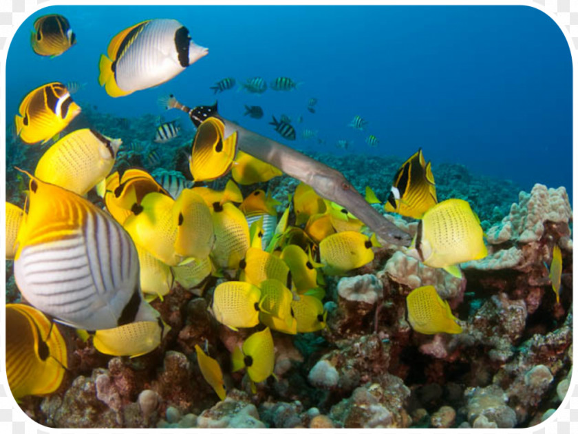 Coral Reef Fish Jack's Diving Locker Molokini Underwater PNG
