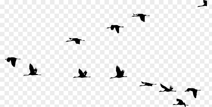 Crane Bird Flight PNG