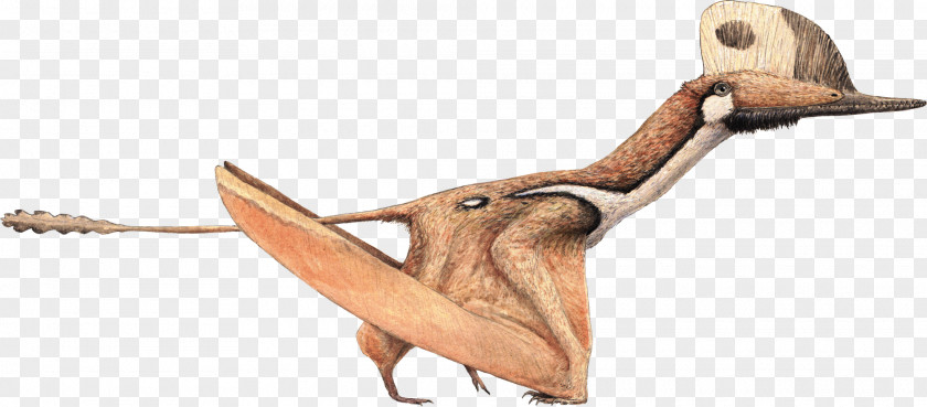 Dinosaur Darwinopterus Modularis Kunpengopterus Pterodactyls Gnathosaurus PNG