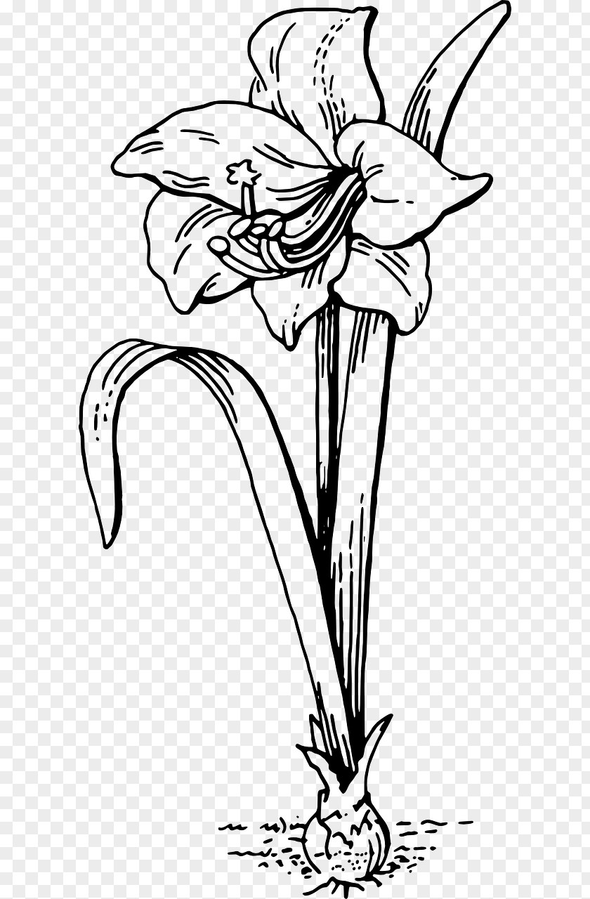 White-lilies Coloring Book Amaryllis Child PNG