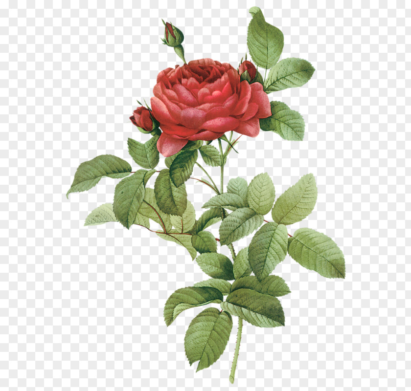 Flower Roses French Rose Damask PNG