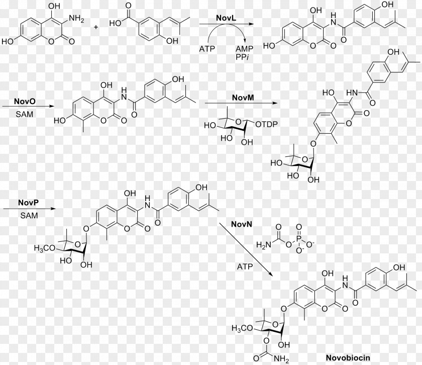 Novobiocin Chemical Synthesis Rifampicin Sulfadoxine Excretion PNG