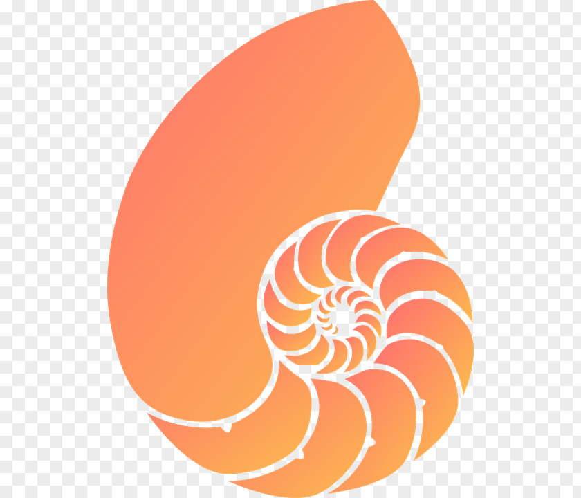 Seashell Nautilidae Chambered Nautilus Silhouette Clip Art PNG