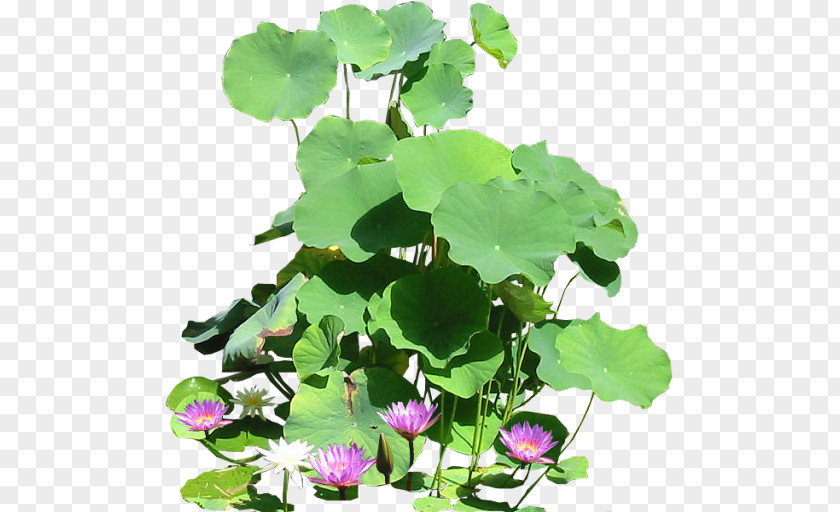 Waterlily Plant Water Lilies Clip Art PNG