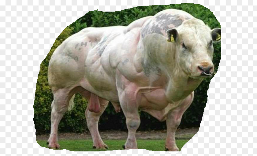 Belgian Blue Beef Cattle Double-muscled Myostatin PNG