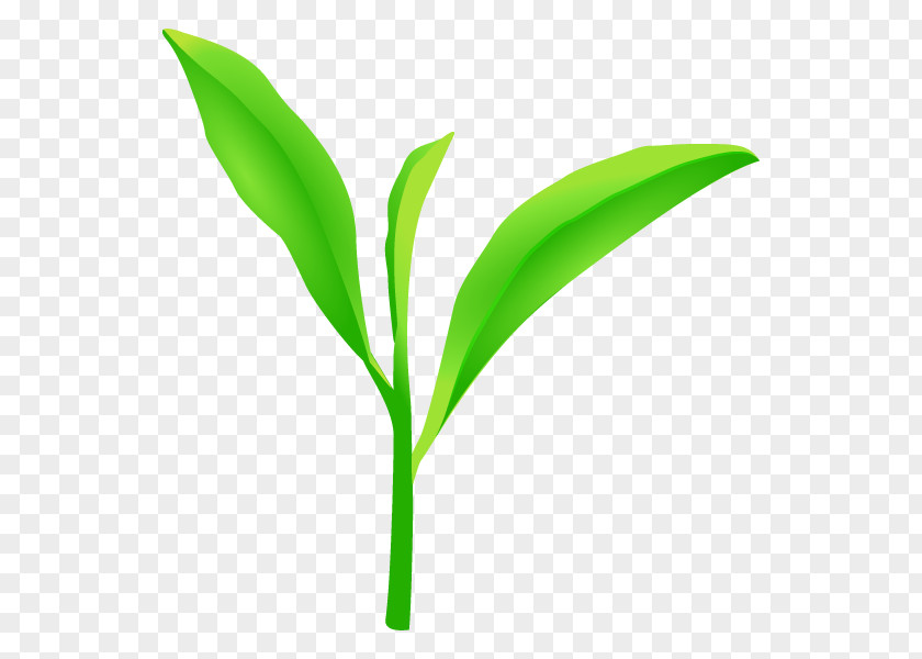 Green Tea Leaf Illustration Plants PNG
