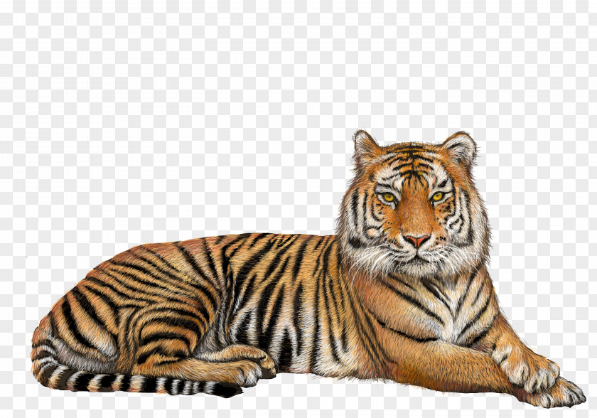 Tiger Bengal Lion Clip Art PNG