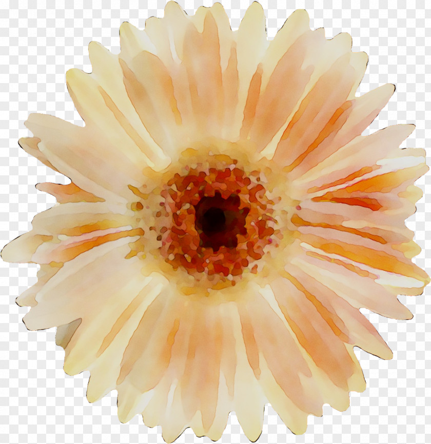 Allen Tate Realtors Transvaal Daisy Chrysanthemum Realtors: Hugh Moore Sales The Shannon Lawrence Team PNG