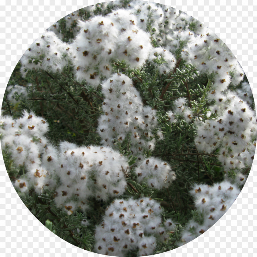 Chamomile Eriocephalus Africanus Species Plantarum Eucalyptus Globulus Daisy Family Marsh Labrador Tea PNG