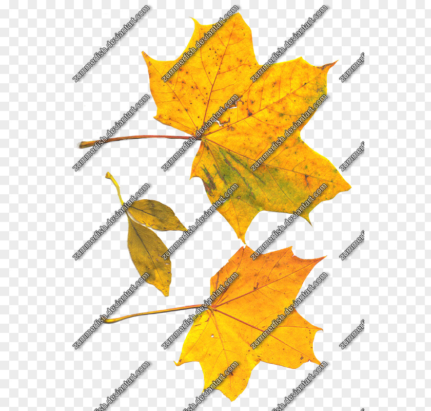 Line Maple Leaf Symmetry Angle PNG