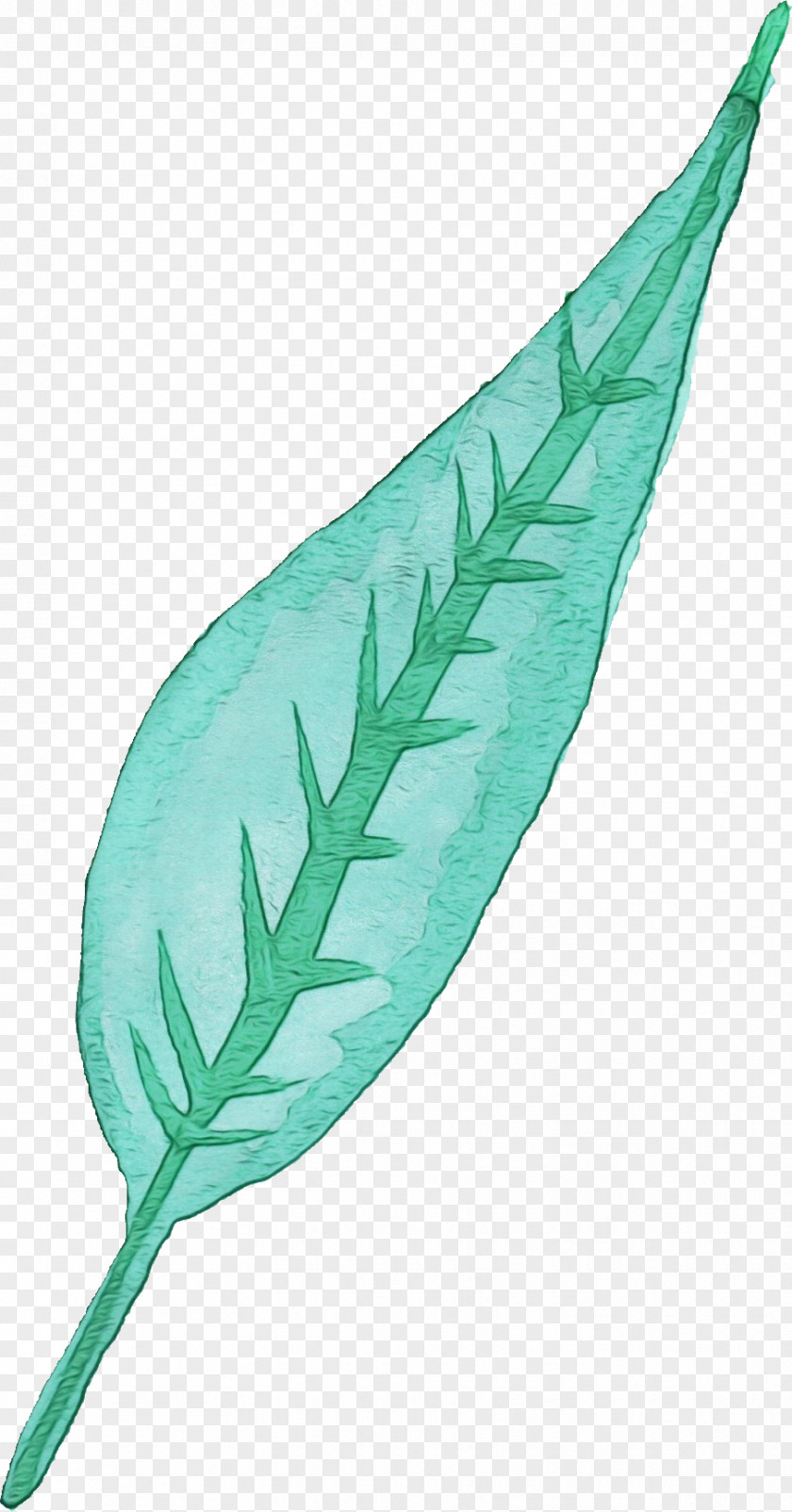 Quill Fern Feather PNG
