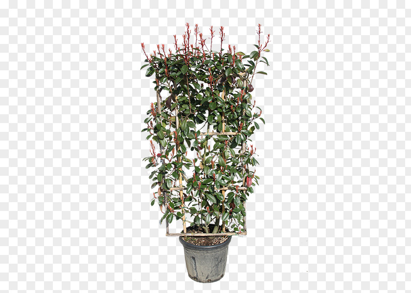 Red Tip Photinia Shrub Espalier Hedge Evergreen PNG