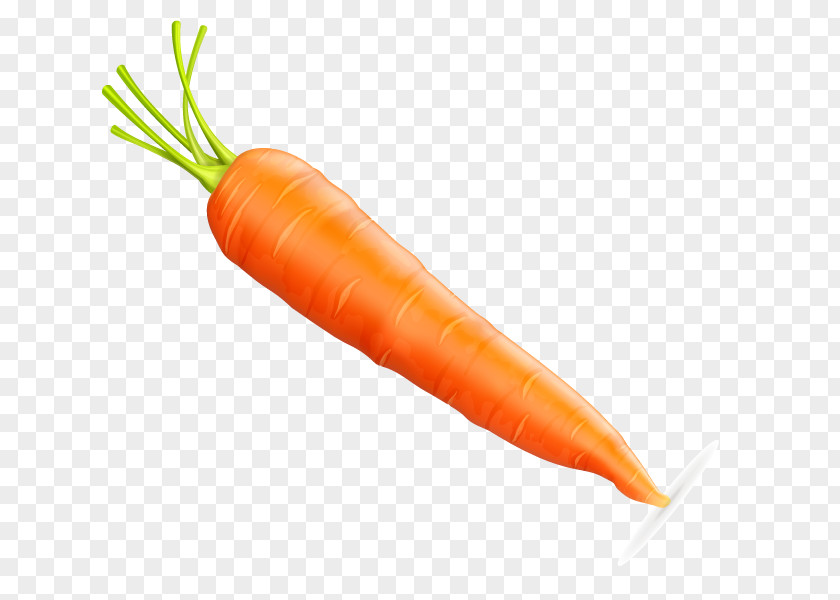 Vector Carrot Baby Vecteur Euclidean PNG