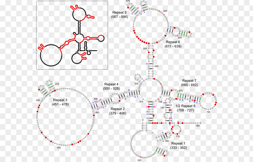 XIST X-inactivation Dosage Compensation Antisense RNA PNG