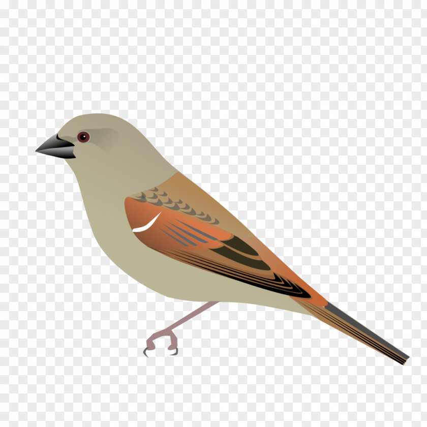 Bird House Sparrow Parrot-billed PNG