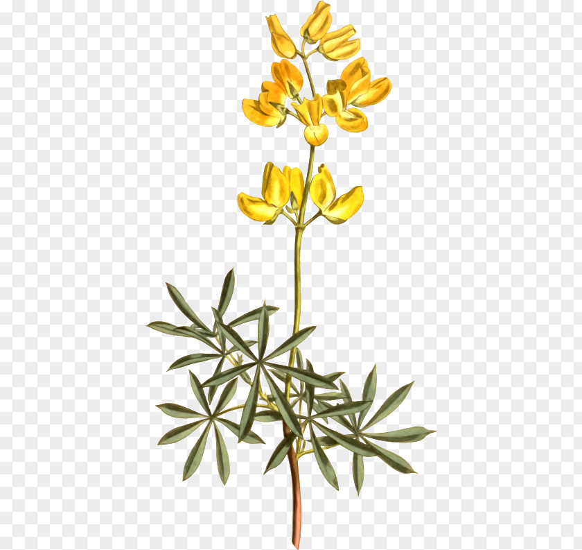 Botanical Flag Yellow Bush Lupine Legumes Clip Art Lupinus Excubitus Openclipart PNG