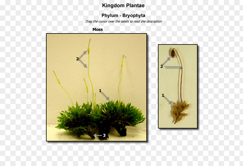 Design Floral Grasses Plant Stem Family PNG