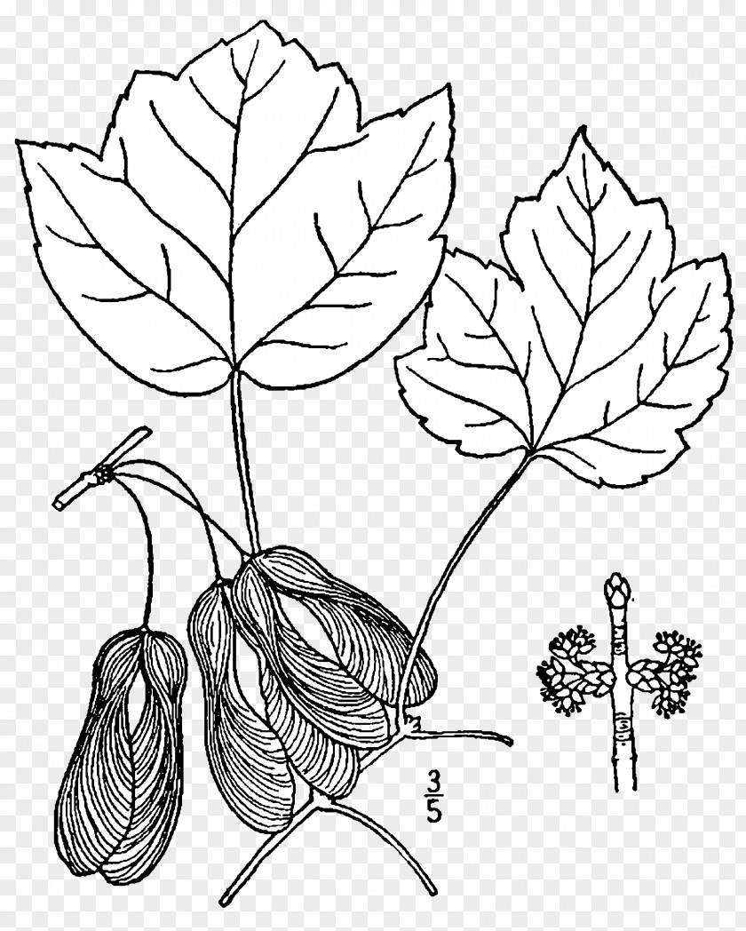 Doodle Red Maple Tree Acer Opalus Drawing Rubrum Trilobum PNG