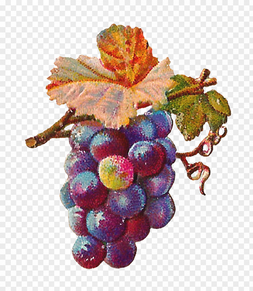 Grapefruit Common Grape Vine Zante Currant Leaves Wine PNG