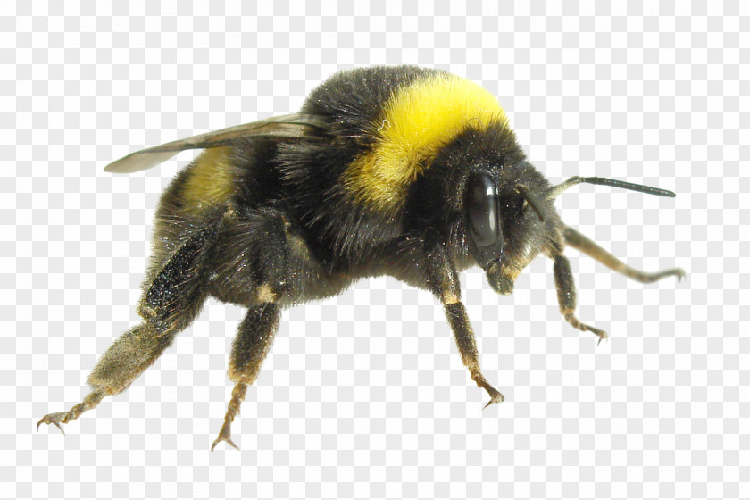 Insect Bumblebee Economics Carpenter Bee Honey PNG