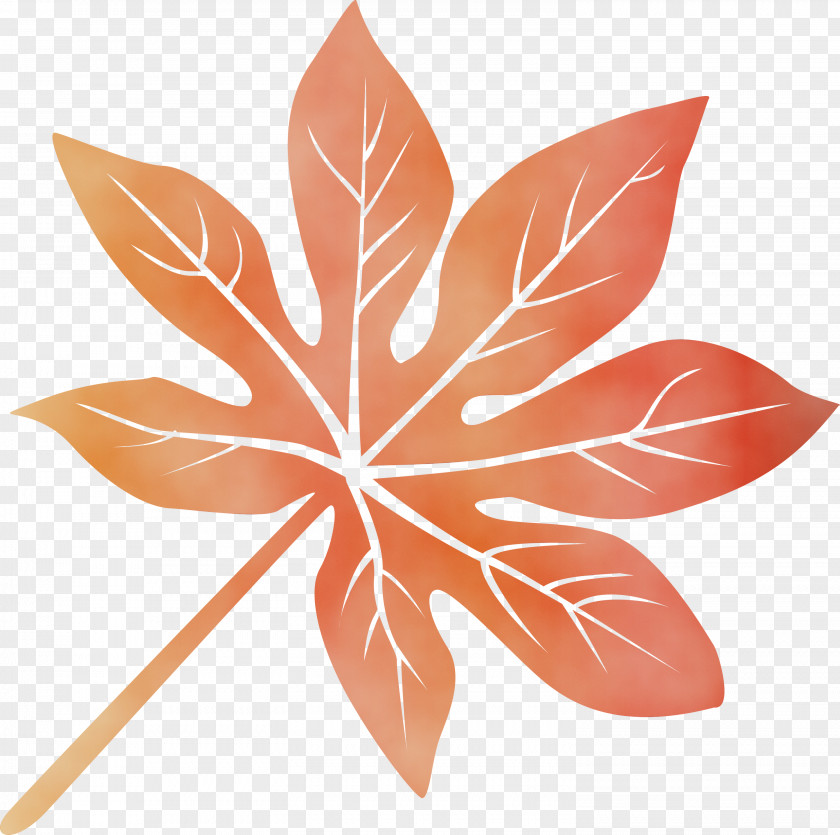 Leaf Flower Petal Symmetry Plant PNG