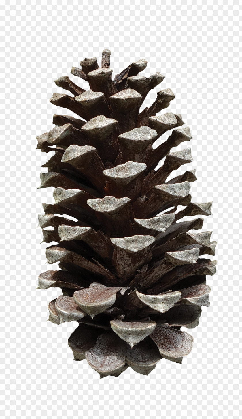 Pine Cone Pinus Taeda Conifer Fruit PNG