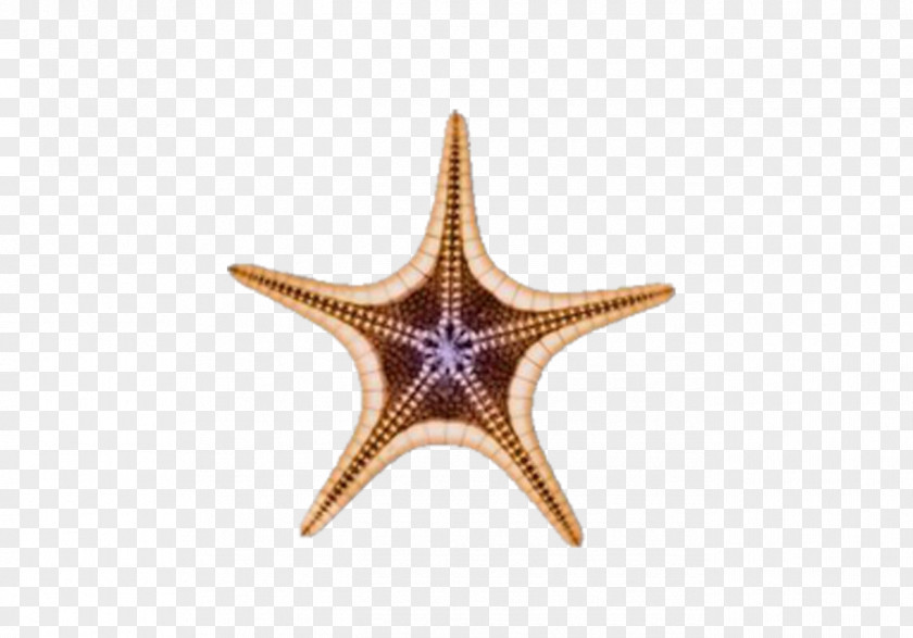 Starfish Euclidean Vector Download Icon PNG