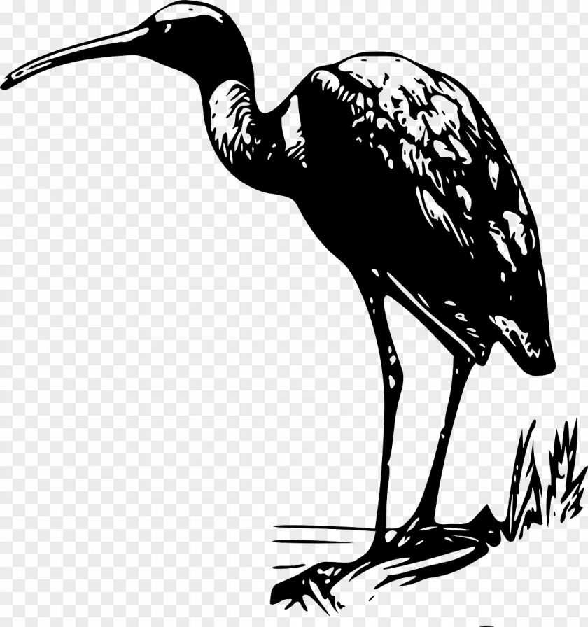 Bird Bald Eagle Crane Ibis Clip Art PNG