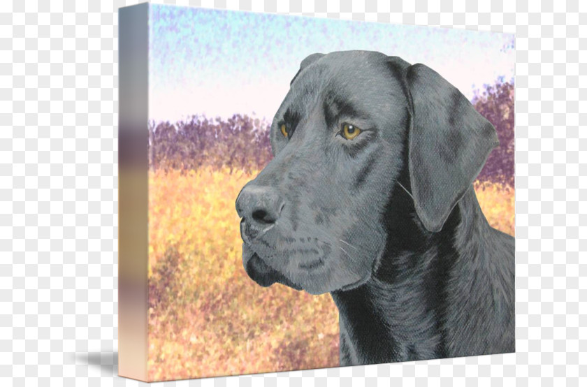 Black Lab Labrador Retriever Great Dane Dog Breed Sporting Group PNG