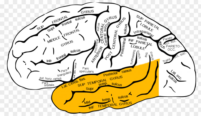 Brain Temporal Lobe Epilepsy Lobes Of The Inferior Gyrus PNG