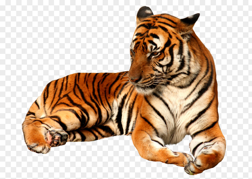 Cat Felidae Tiger Temple Clip Art PNG