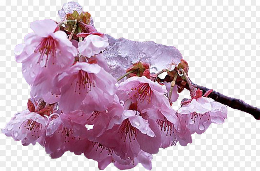 Cherry Blossom The Flower Expert PNG