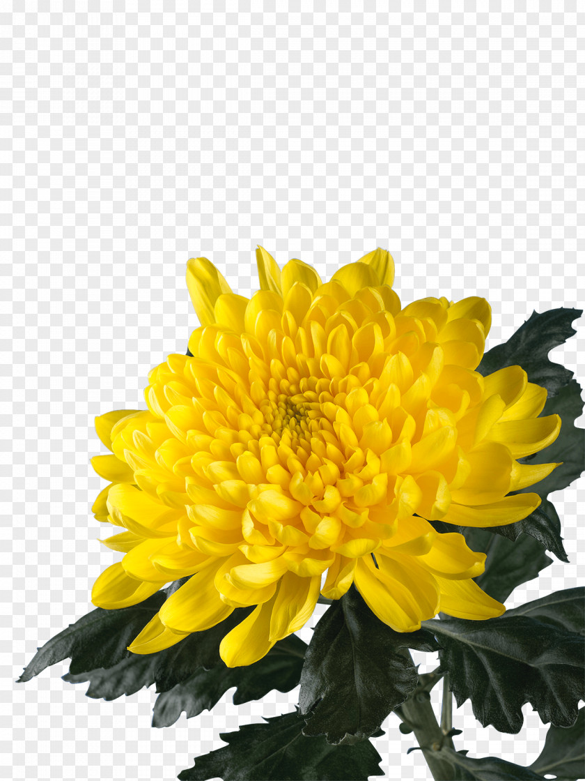 Chrysanthemum Annual Plant PNG