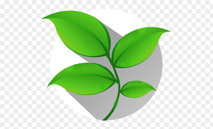Ervas Medicinais Medicine Medicinal Plants Health Cure Naturopathy PNG