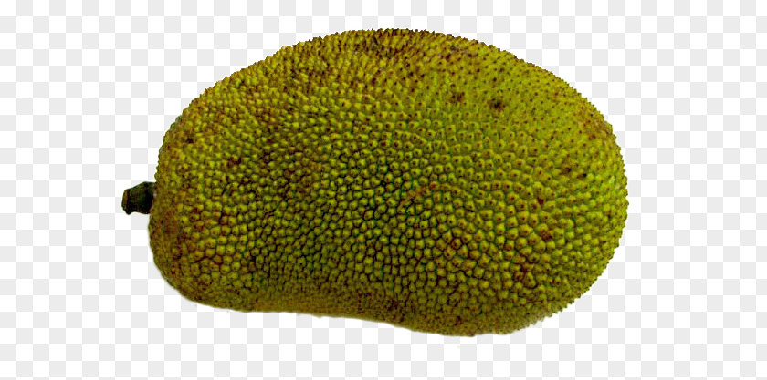 Fresh Pineapple Cempedak Jackfruit PNG